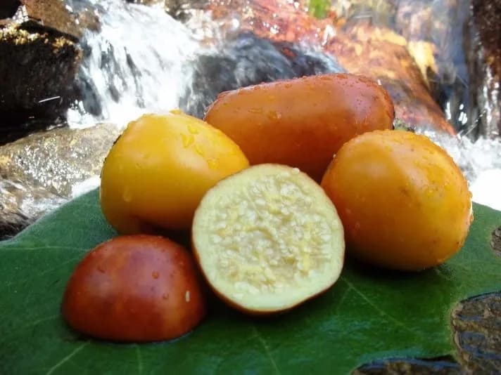 Conheça a fruta amazônica que é conhecida como o tomate da região