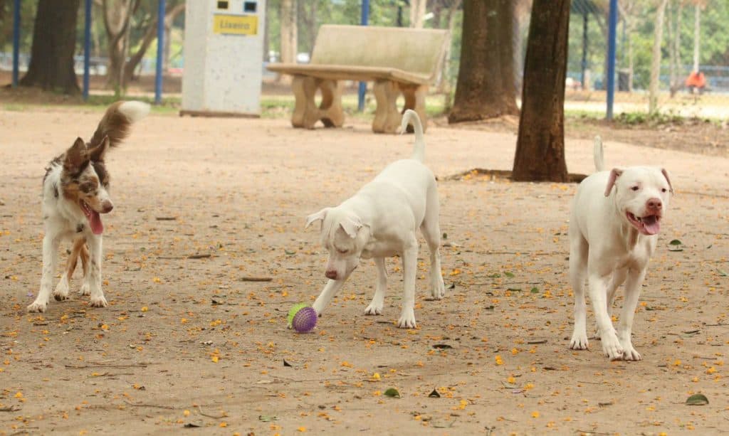 Cães e gatos de rua podem ganhar prioridade em castrações pelo país, prevê projeto