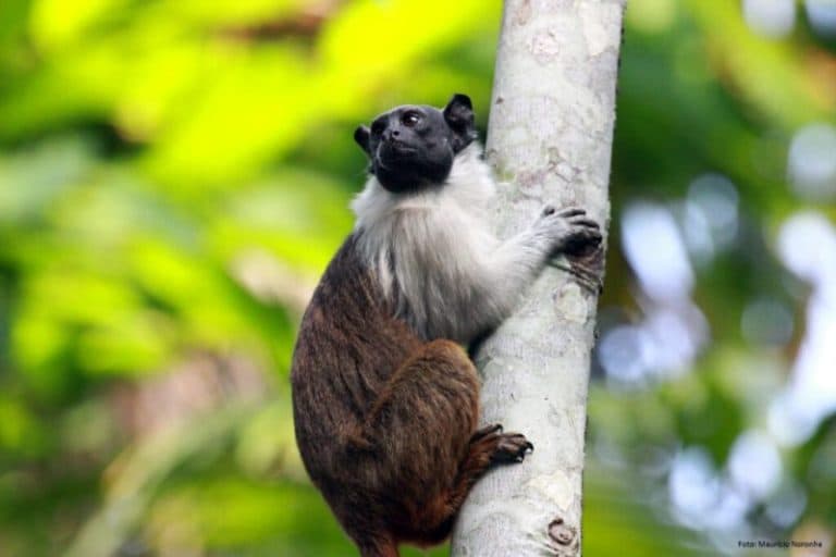 Animais que dividem com o manauense o mesmo espaço geográfico