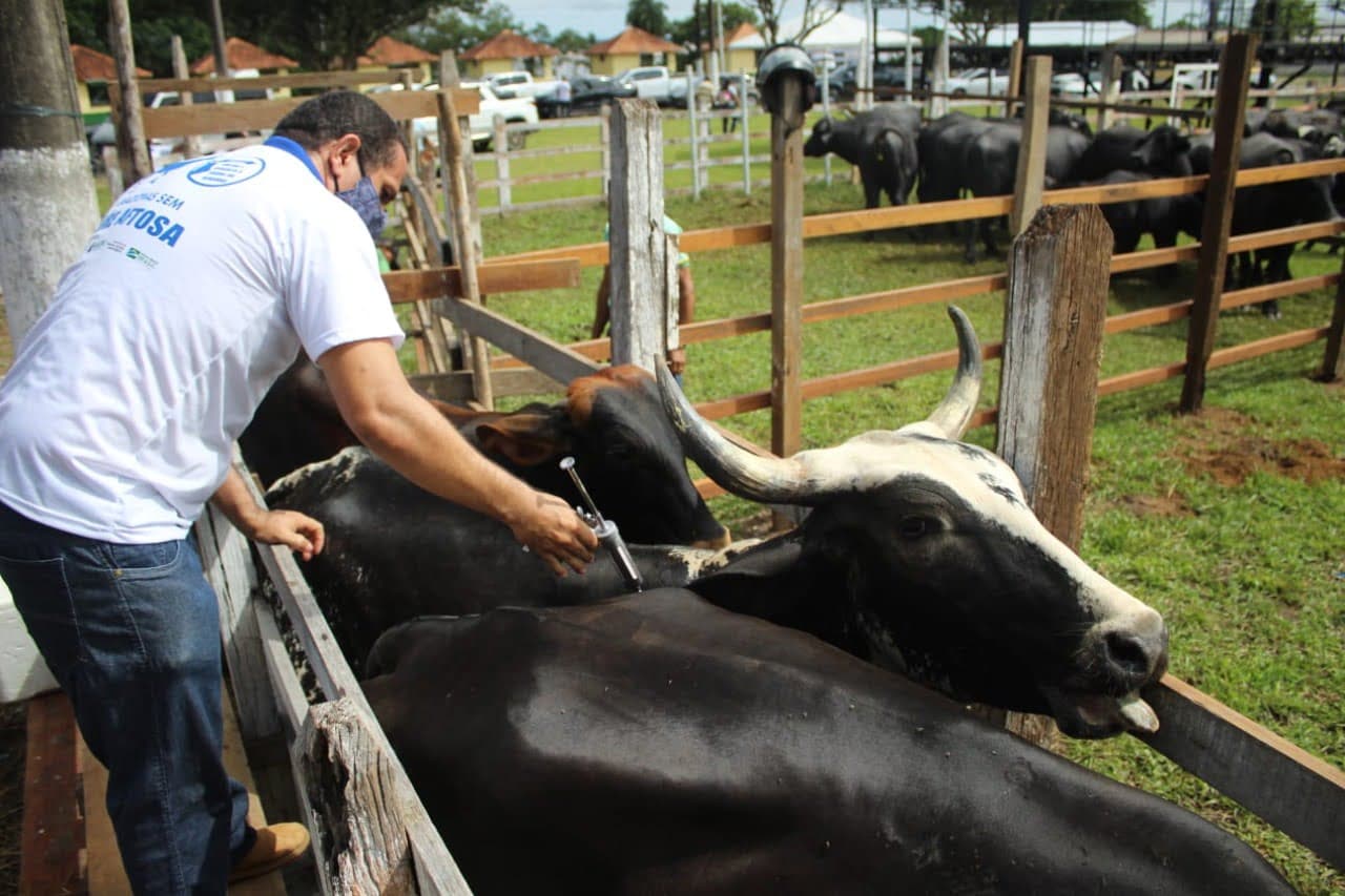 Aftosa: campanha de vacinação começa em oito municípios