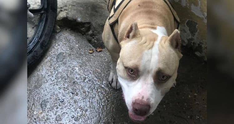Homem mata pitbull à facadas após briga entre cães em Manaus