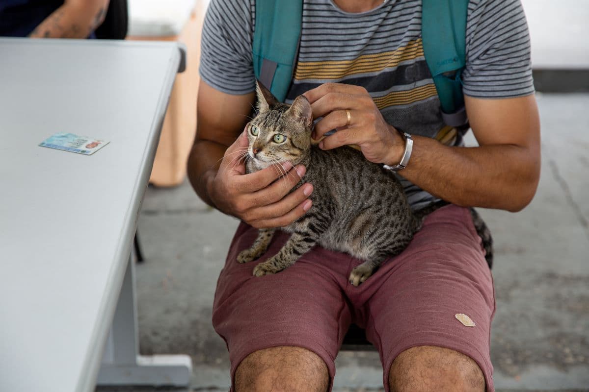 Unidade Móvel castra gatos no bairro Jorge Teixeira