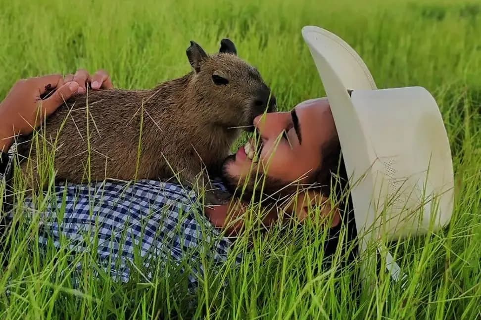 Nota do Ibama aponta que influenciador da capivara Filó foi multado por morte de preguiça