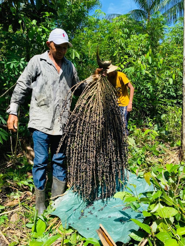 Pesquisa busca identificar os desafios dos produtores de açaí no AM