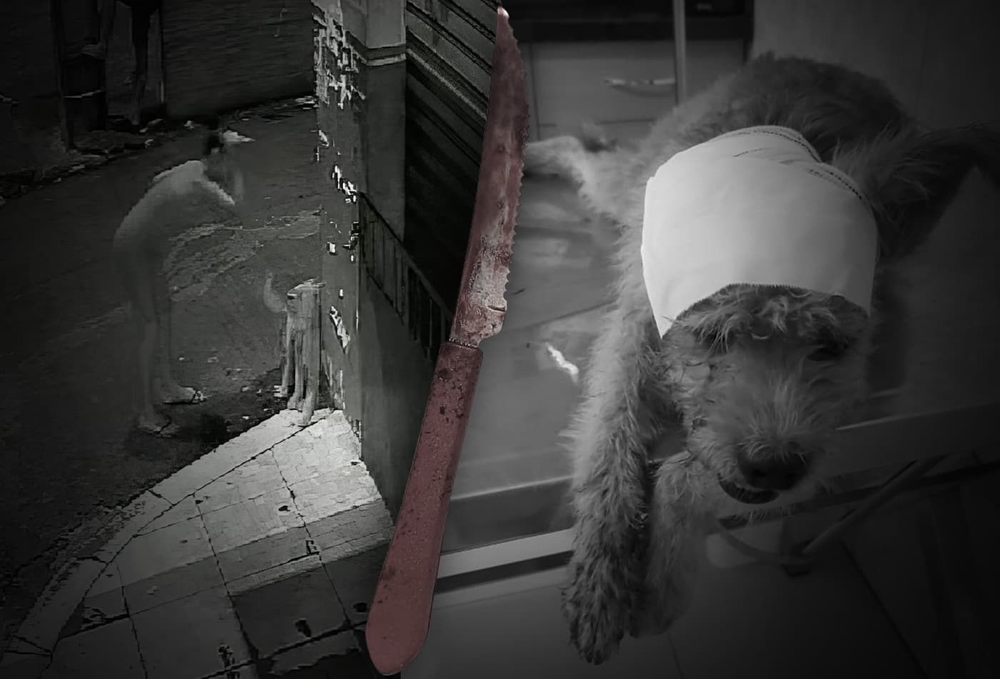 VÍDEO: Mulher tenta matar cachorro a facadas na zona sul de Manaus
