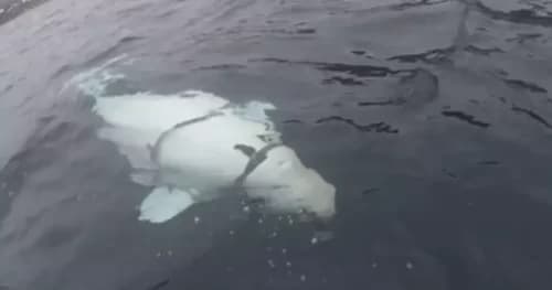 ‘Baleia espiã’ russa é vista na Suécia após preocupar Noruega; Entenda