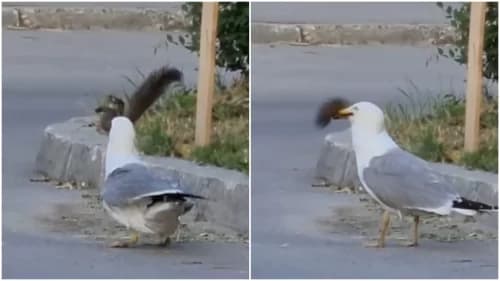 VÍDEO: Gaivota “esfomeada” surpreende e engole esquilo inteiro, e viraliza na web