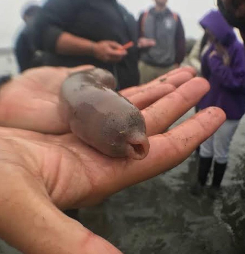 ‘Peixes-pênis’ aparecem em praia na Argentina e surpreendem moradores