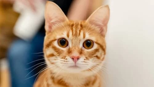 Verão amazônico pode afetar saúde e a longevidade dos gatos, no AM