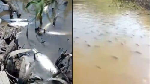 VÍDEO: Centenas de peixes surgem mortos em igarapé do AM
