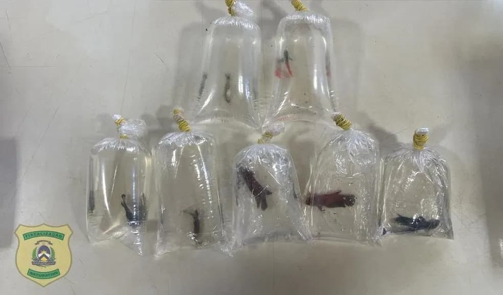 Naturatins apreende encomenda de peixes vivos em Palmas