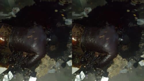 VÍDEO: Corpo em decomposição é encontrado em prédio abandonado, em Manaus