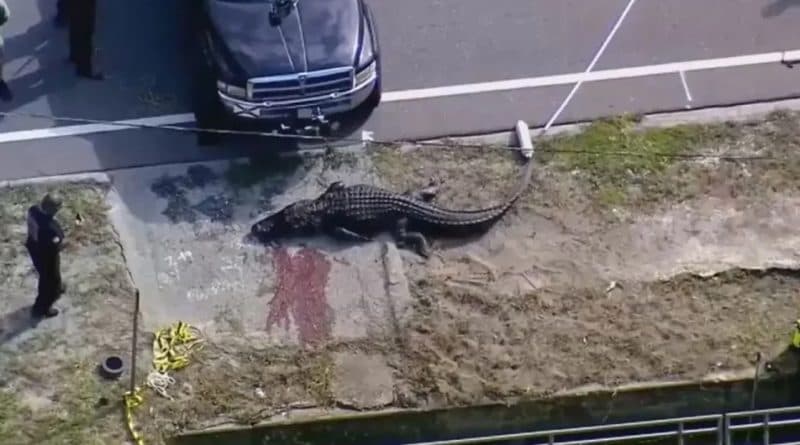 VÍDEO: Crocodilo gigante de 3 metros é encontrado com corpo de mulher na boca