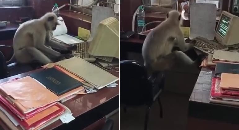 Vídeo: Macaco “trabalhador” é flagrado ao computador em escritório de estação ferroviária