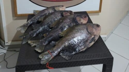 VÍDEO: PF apreende drogas dentro de peixes congelados, em Manaus