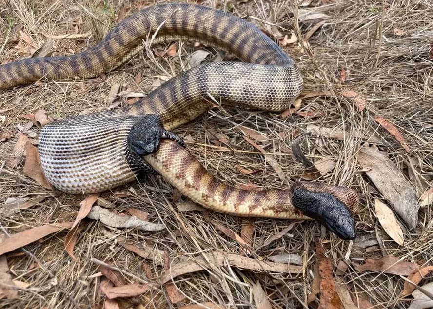 Na Austrália, cobra é flagrada em rara cena de canibalismo