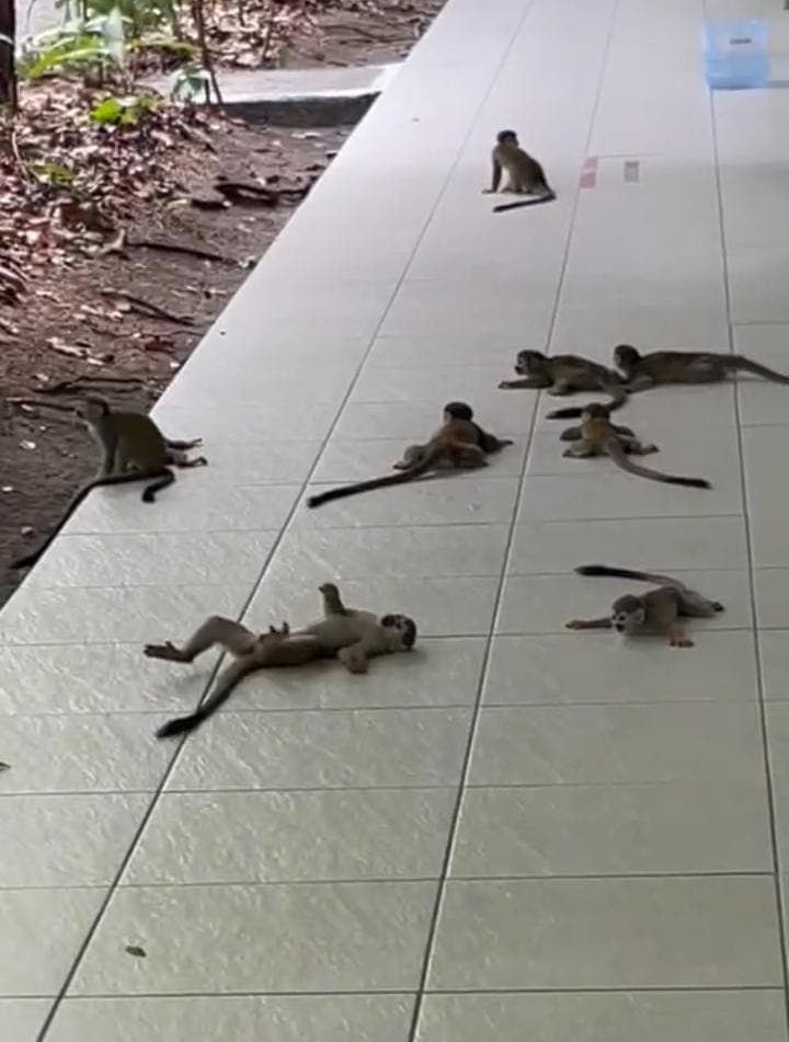 Vídeo: Macacos tentam fugir do calor em Manaus