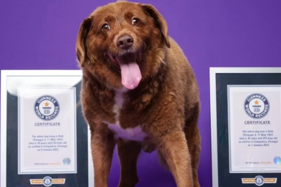 Bobi, o cachorro mais velho do mundo, morre aos 31 anos