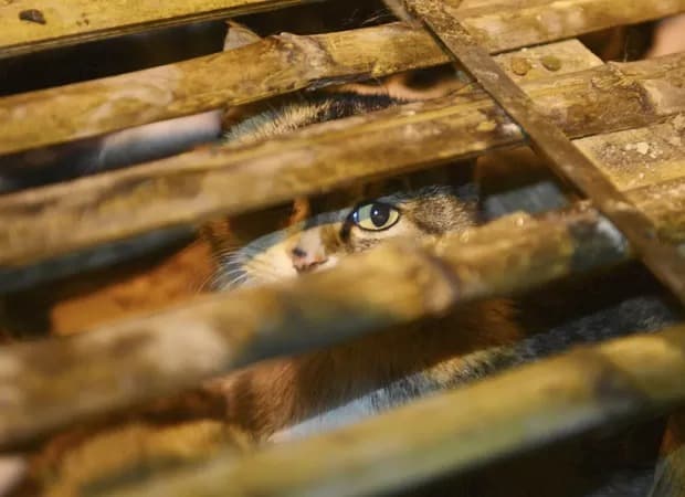 Polícia chinesa impede abate de mil gatos que seriam vendidos como carne de porco ou carneiro