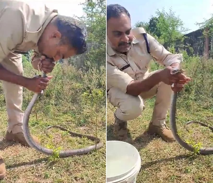 VÍDEO: Agente salva cobra de envenenamento com respiração boca a boca, na Índia