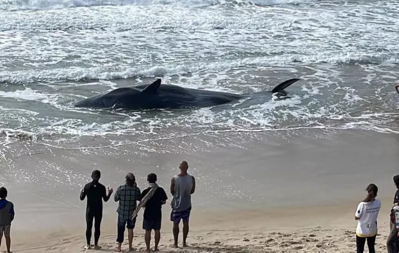 Vídeo: baleia de 11 metros encalha em praia de Florianópolis