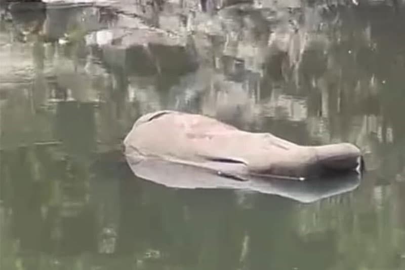 Moradores avistam corpo dentro de igarapé na zona Centro-Sul de Manaus