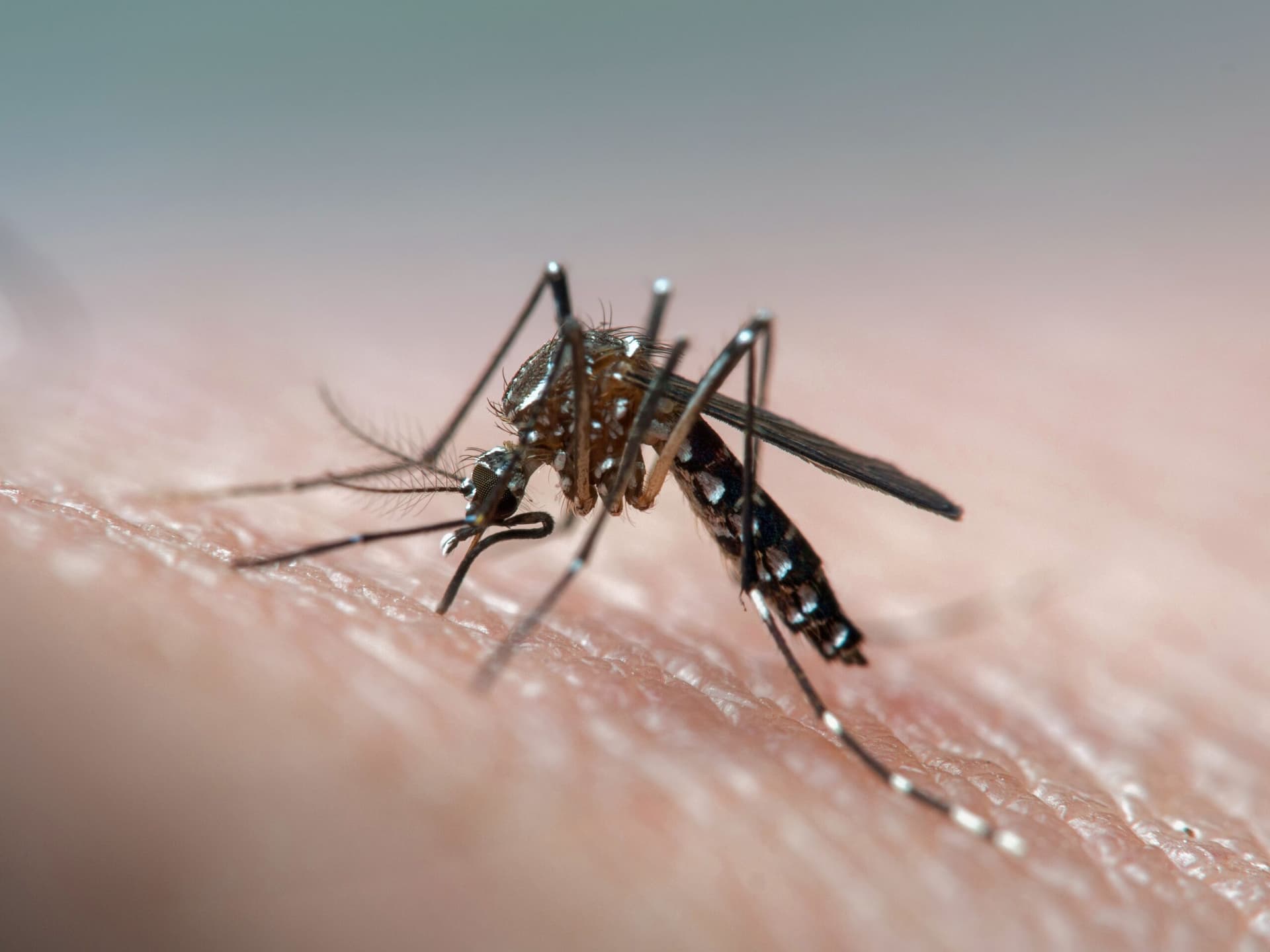 Manaus entra em estado de alerta pela dengue; casos duplicam em uma semana