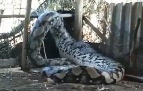 VÍDEO: Cobra gigante é capturada e amarrada em barraco de madeira