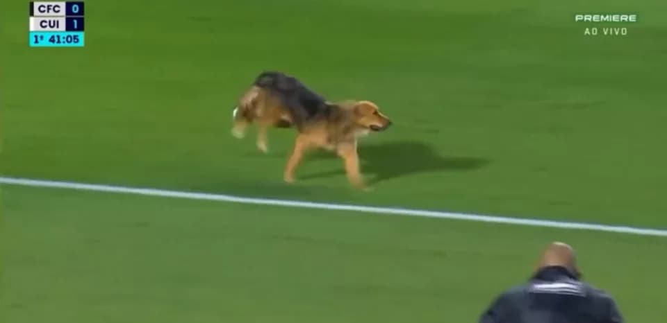 Vídeo: Cachorro invade o campo, dribla jogadores e paralisa jogo