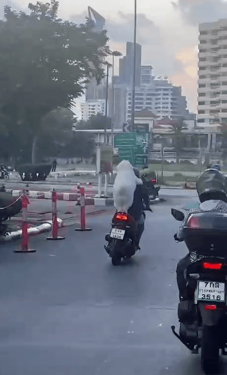 VÍDEO: Cachorro viraliza na web passeando em garupa de moto na Tailândia