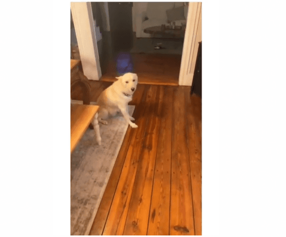 VÍDEO: Cachorro fica bêbado ao lamber garrafas de vodca e licor