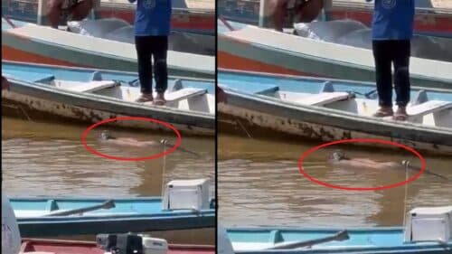 VÍDEO: Corpo é encontrado nu boiando em orla e após quase ser devorado por urubus, no AM
