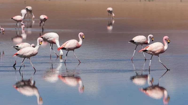 Gripe aviária na Argentina matou mais de duzentos flamingos
