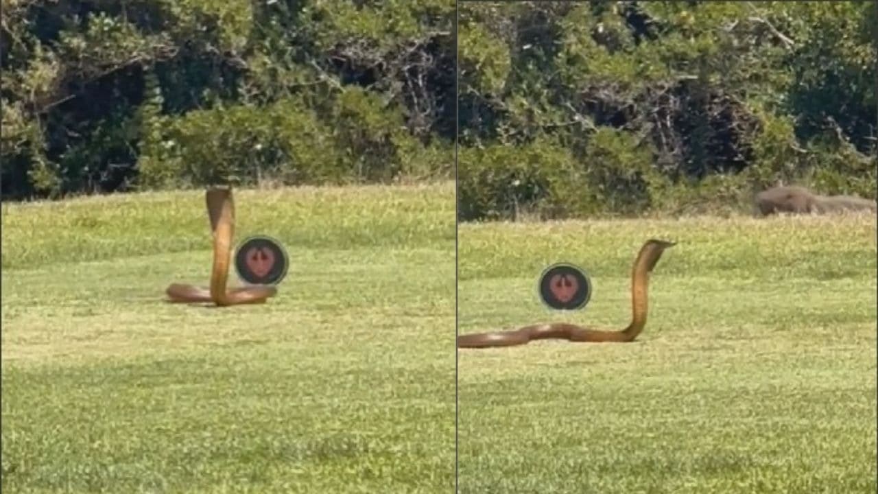 VÍDEO: Em fuga, cobra naja atravessa campo de golfe na África