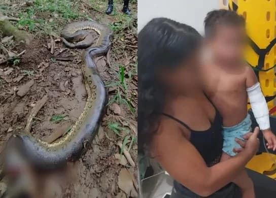 Em Goiás, cobra de seis metros ataca criança em fazenda