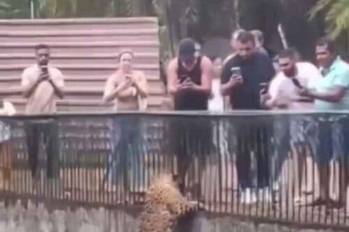 VÍDEO: Onça escala parede e se aproxima do público em zoológico de Brasília