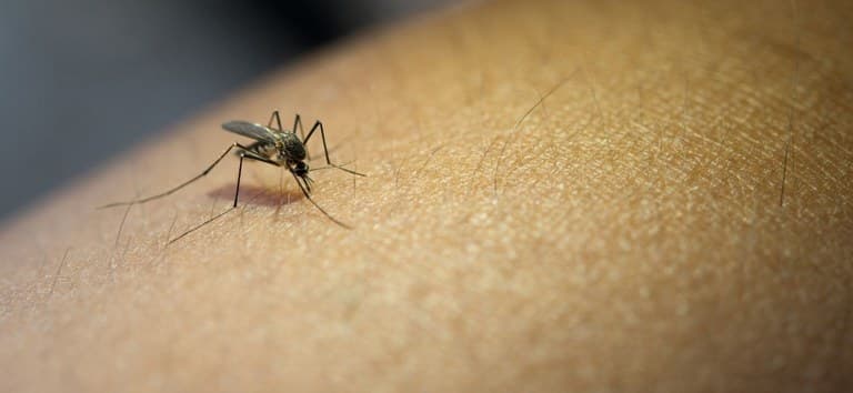 Brasil é país com mais casos de dengue no mundo, alerta OMS