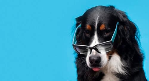 Agência regulatória aprova remédio que promete prolongar a vida dos cachorros