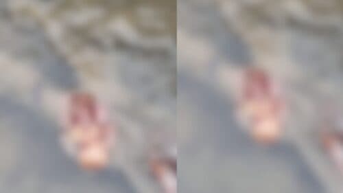 VÍDEO: Feto é encontrado jogado em igarapé próximo à escola de samba, em Manaus