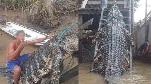 ‘Jacaré gigante’ é capturado por ribeirinhos e tamanho do animal impressiona