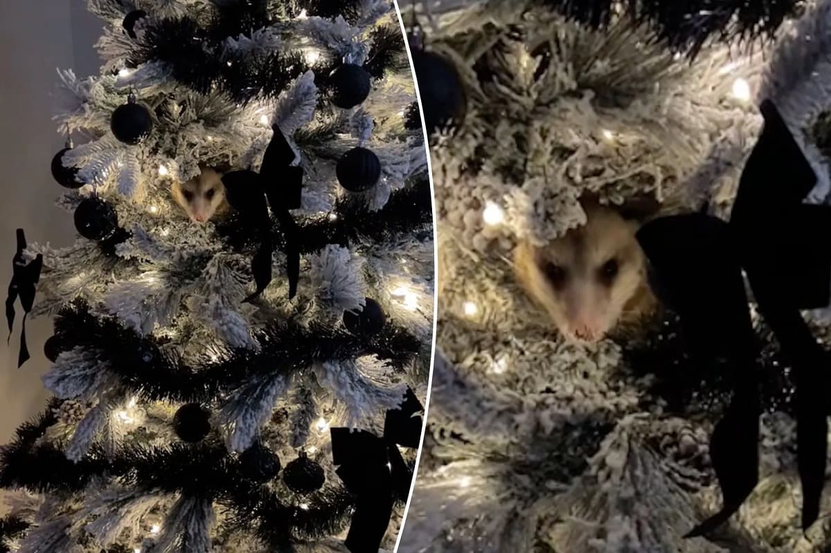VÍDEO: Moradora do Texas encontra um gambá dentro da sua árvore de natal