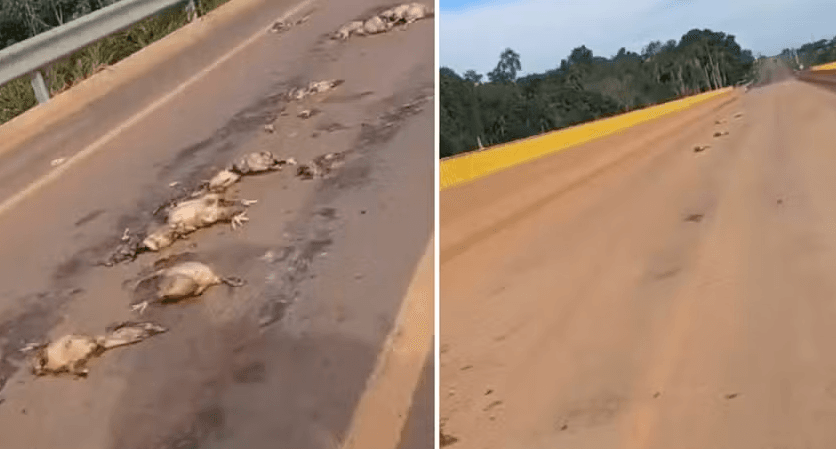 VÍDEO: Centenas de aves aparecem mortas em rodovia no MT