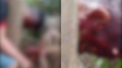 VÍDEO: Homem é encontrado morto com tiro na cabeça em meio a açaizeiros, no AM