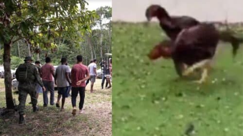 VÍDEO: ‘Fight dos galos’ é desmanchado pela Polícia Ambiental, na BR-174
