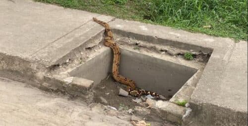 VÍDEO: Jiboia de 2 metros para o trânsito no AM