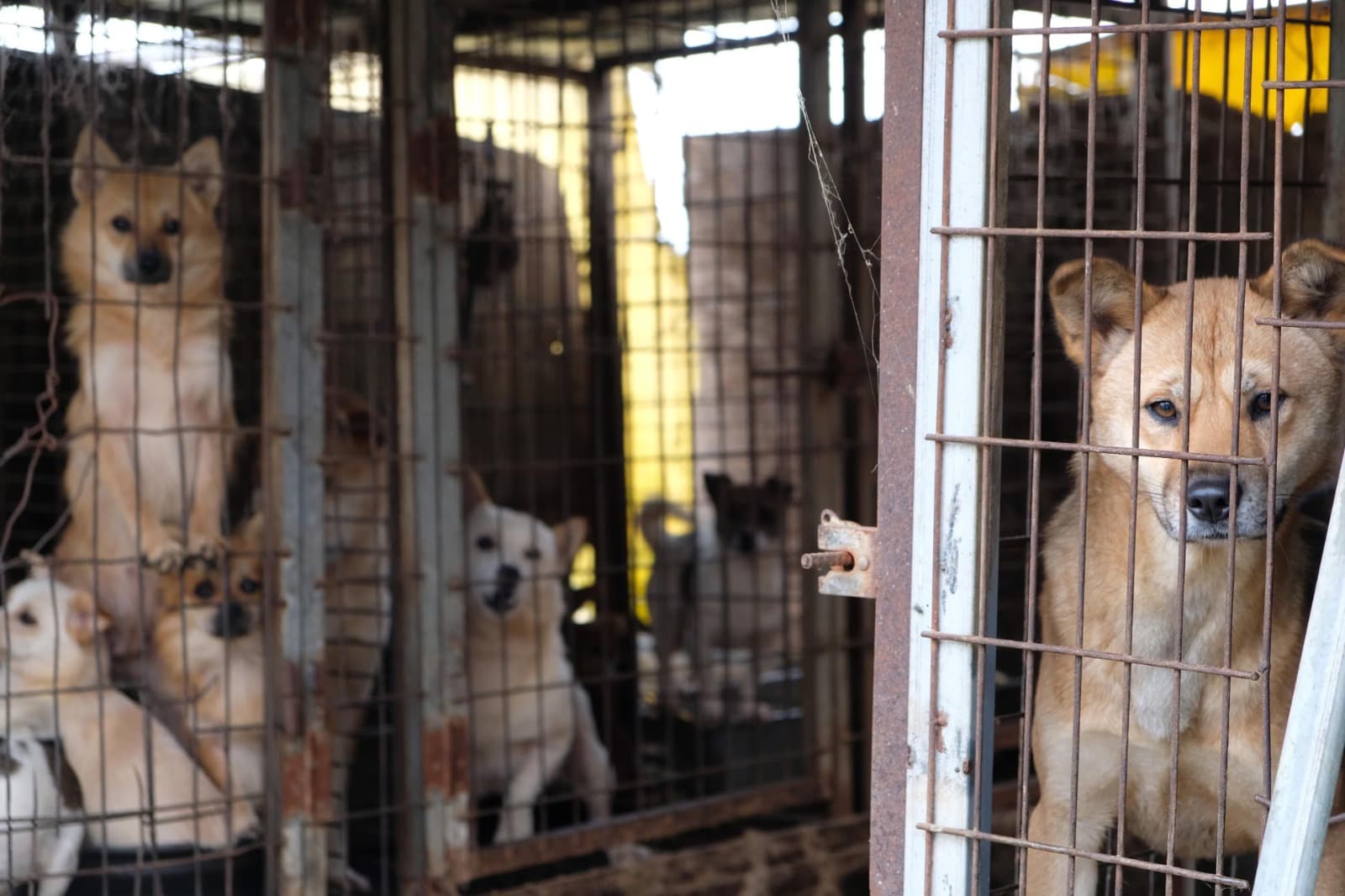 Coreia do Sul aprova projeto que proíbe a criação e o abate de cães para consumo