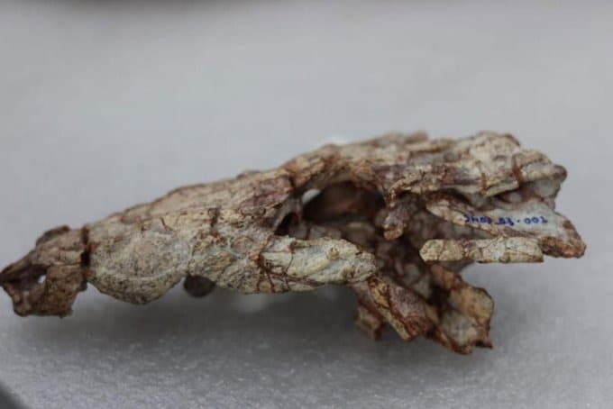Especialistas confirmam fóssil de crocodilo anão com 130 milhões de anos