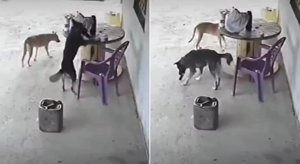 VÍDEO: “Cãodrilha” ataca no Ceará, vira-lata “rouba” celular e foge