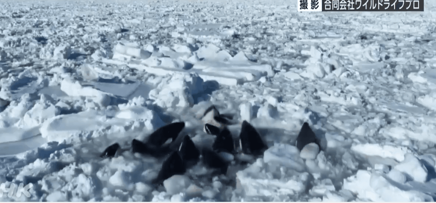 VÍDEO: Cercadas por gelo, orcas não conseguem se mover, no Japão