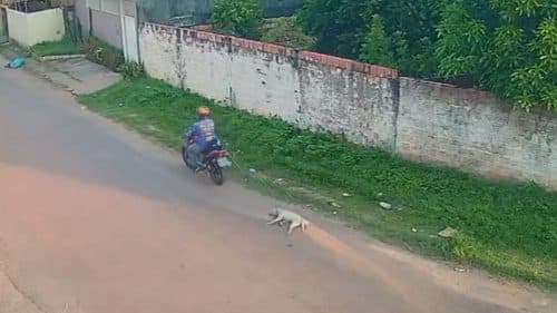 VÍDEO: Motociclista é flagrado arrastando animal com corda no pescoço, no AM